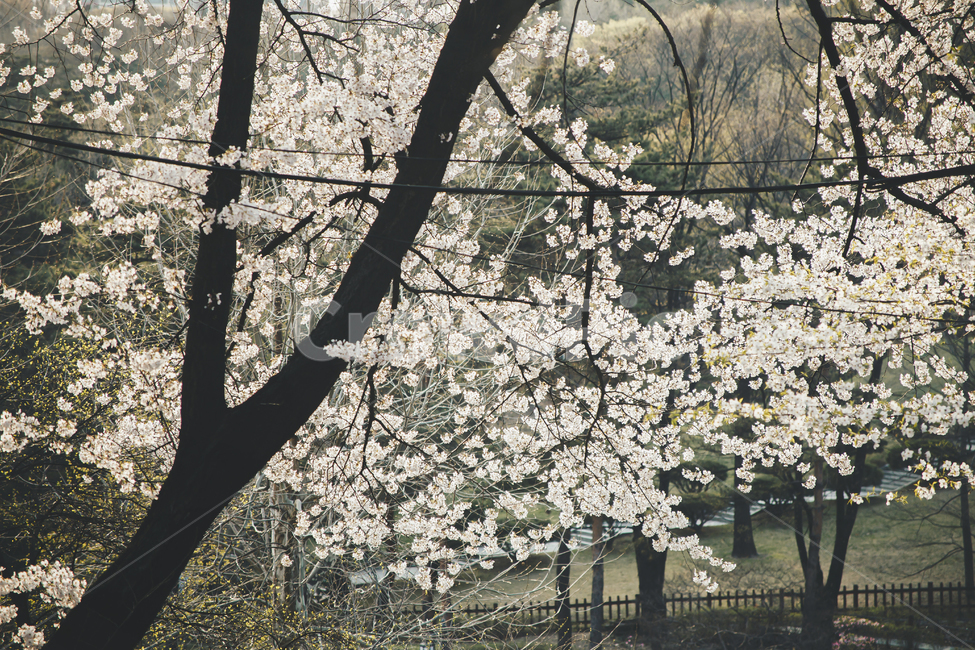 plant,식물,blossom,flower,꽃,벚꽃,벚나무,봄,봄날,오후,햇살,자연,cherryblossom