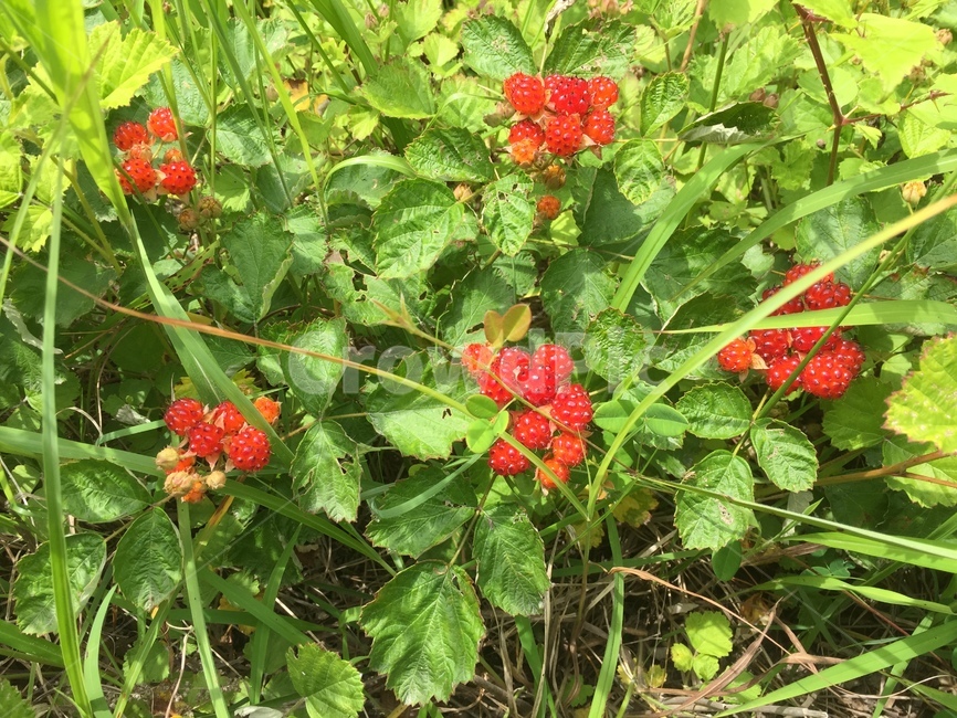 raspberry field,raspberry,Fruit,Bokbunja,strawberry