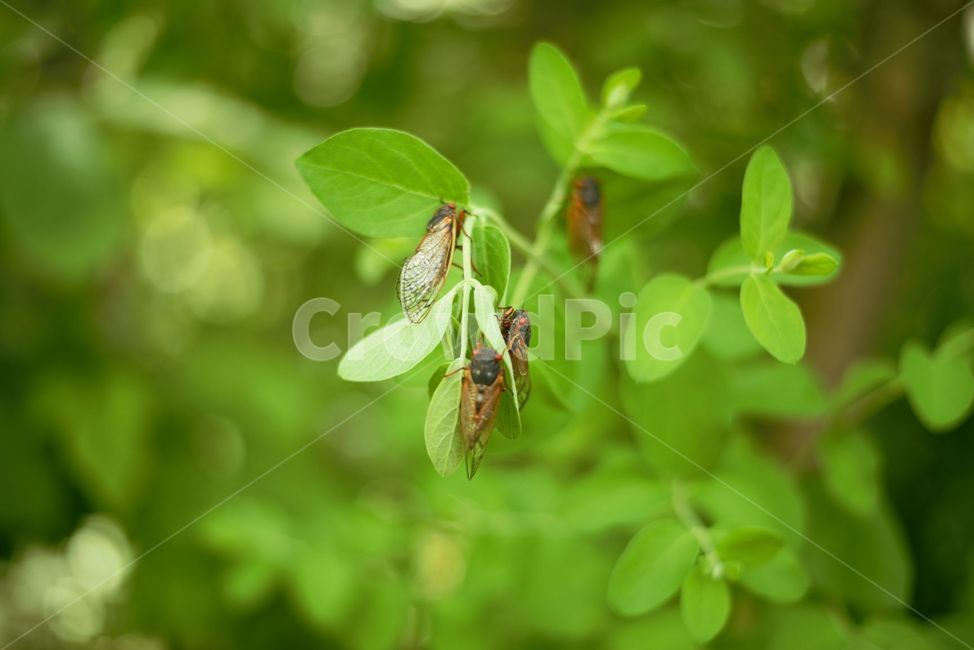 매미,곤충,벌레,여름,그늘,동물,animal,곤충,벌레,insect,bug