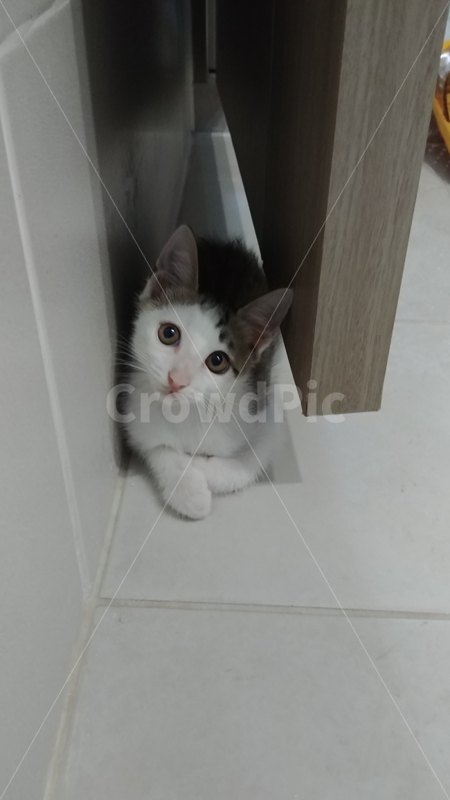 고양이,아기고양이,cat,catbaby,아기,코숏,애기고양이,귀여움,입양,반려견,반려묘,가족,내새끼,동물,animal,포유류,mammal,고양이,cat,kitten,kitty