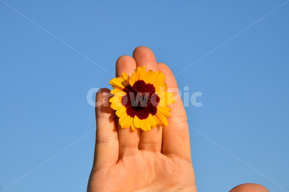 자연,꽃,손,손꽃,플라워,flower