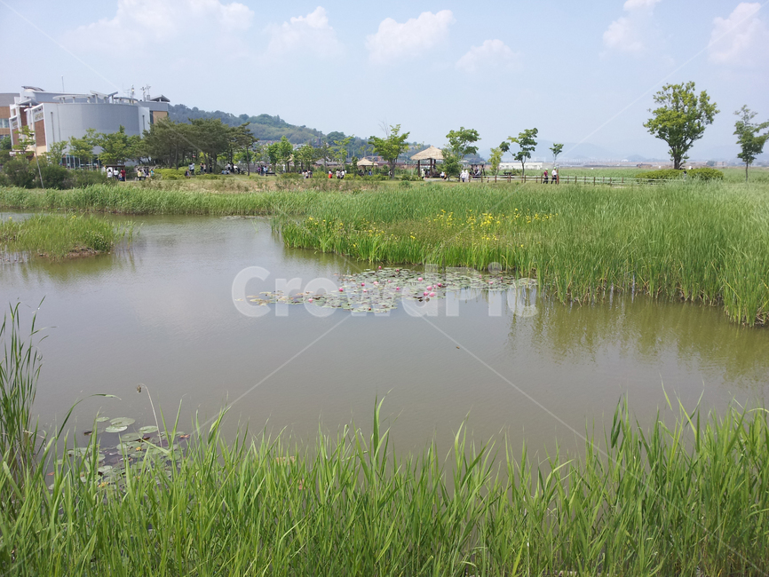 nature,자연,outdoors,옥외,water,물,순천,순천만,생태계,초록,풀,늪,습지,풍경,landscape,경치,scenery,연꽃,식물,자연,plants,nature