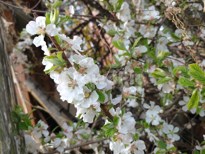 나뭇가지,나무,꽃나무,봄꽃,봄꽃나무,springflower,flowerplant,tree,flowertree,bough