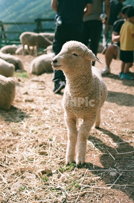 양,아기양,순한양,양털,목장,필름,양떼,동물,animal,포유류,mammal,산업,industry,industrial,목축업,목장,livestock farming,ranching,pasture
