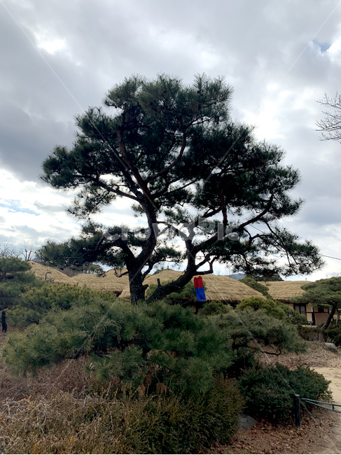 plant,식물,tree,나무,outdoors,옥외,소나무,pine,한국,전통,korea,tradition,하회마을,안동,한국전통,한국문화,korean traditional,korean culture