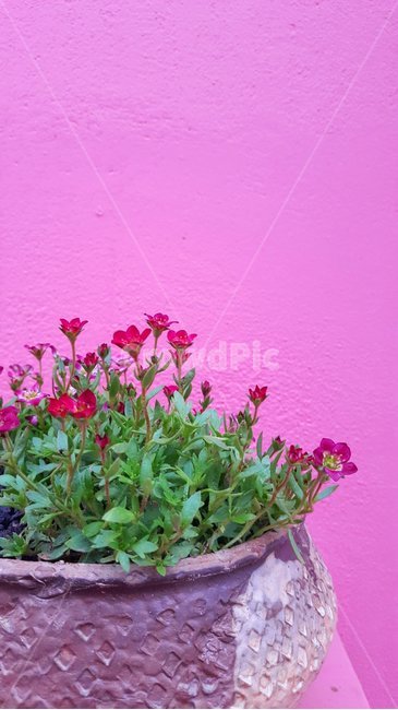 감성,핑크색,꽃화분,배경이미지,꽃잎,실내용화초,화분,화초,house plant