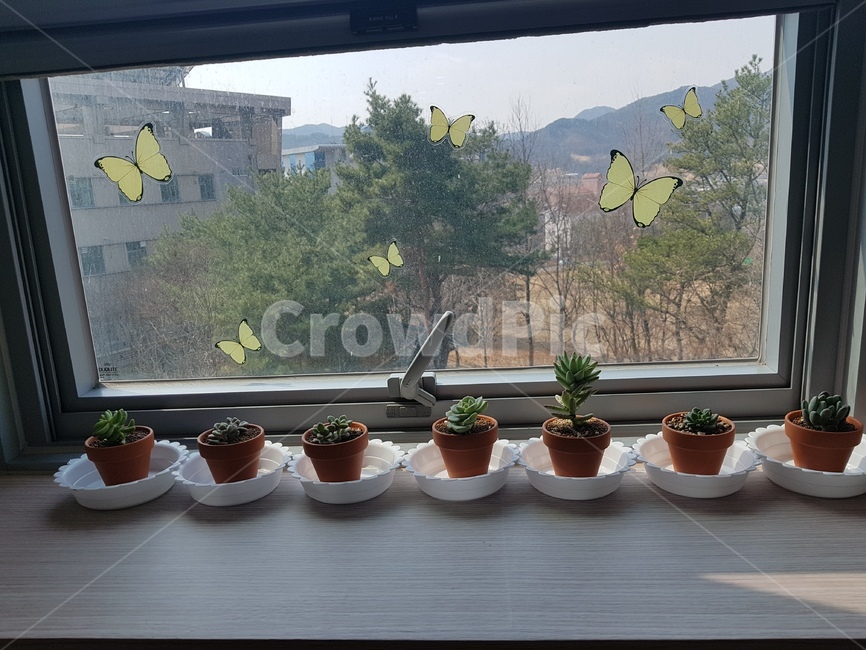 작은꽃,창가풍경,봄소식,화분,꽃,실내용화초,화분,화초,house plant