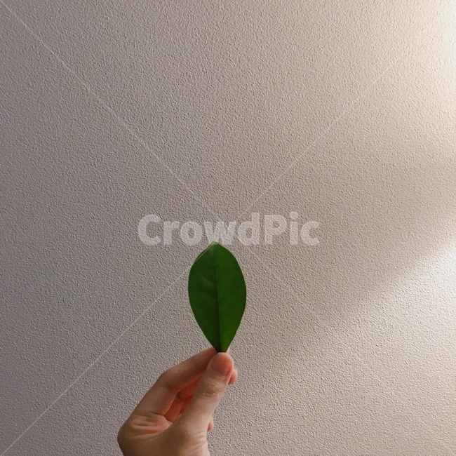 잎,이파리,식물,나뭇잎,구아바잎,구아바나무,초록,손,plant,leaf,식물,자연,plants,nature,사람,인물,인간,human,person,신체일부,몸,body