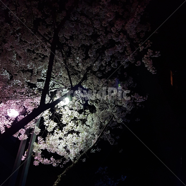 벚꽃,cherryblossom,plant,식물,flower,식물,자연,plants,nature,꽃,flower