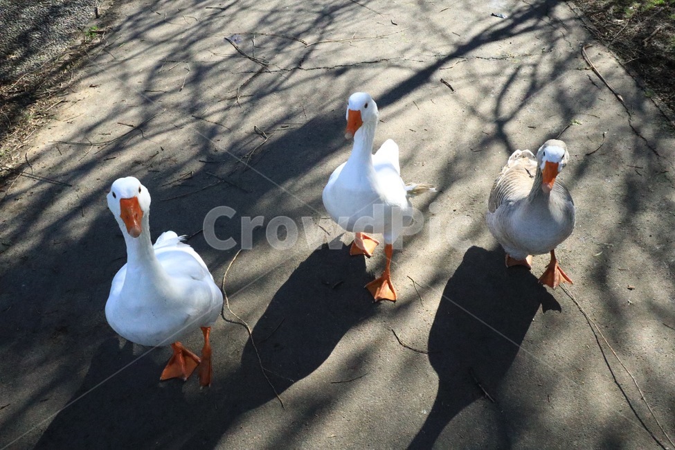 오리,동물,duck,animal,cute,귀여운,공원,park,farm,농장,동물,animal,조류,새,birds