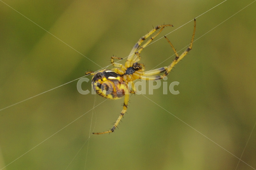 거미,거미줄,절지동물,동물,가을,spider,web,insect,animal,leg,감성,자연,계절,접사,매크로,클로즈업,확대,동물,animal,곤충,벌레,insect,bug