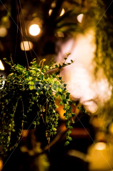 식물,보케,감성,화분,카페,식물,자연,plants,nature,실내용화초,화분,화초,house plant,감성,sensible,feeling,인테리어,실내디자인,interior design