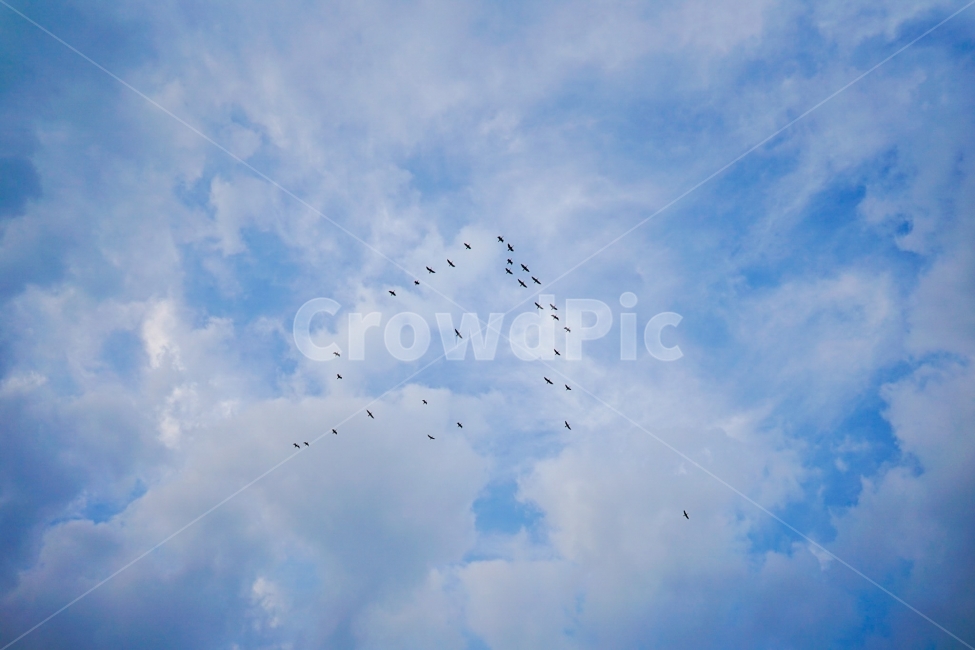 하늘,철새,감성,가을,겨울,자연,풍경,nature,landscape,동물,animal,조류,새,birds,flock,대군,bird