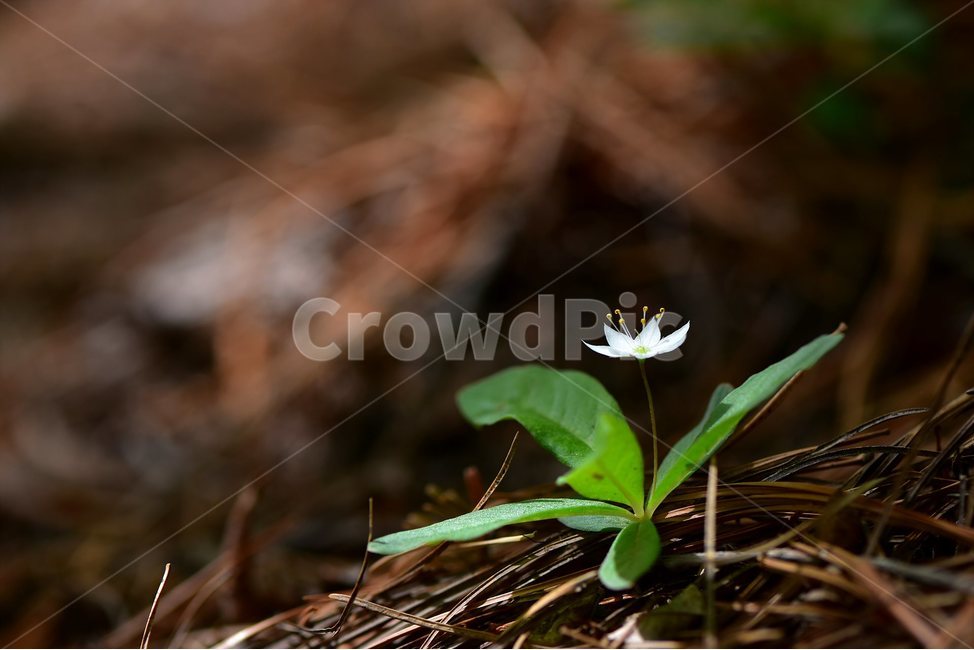 참기생꽃,야생화,식물,자연,생태,꽃,힐링,플라워,wildflower,flower,plants,nature,season,감성,느낌,emotion,feeling,앵초목,앵초과,기생꽃속,여러해살이풀,희귀식물,식물,자연,plants,nature,꽃,flower