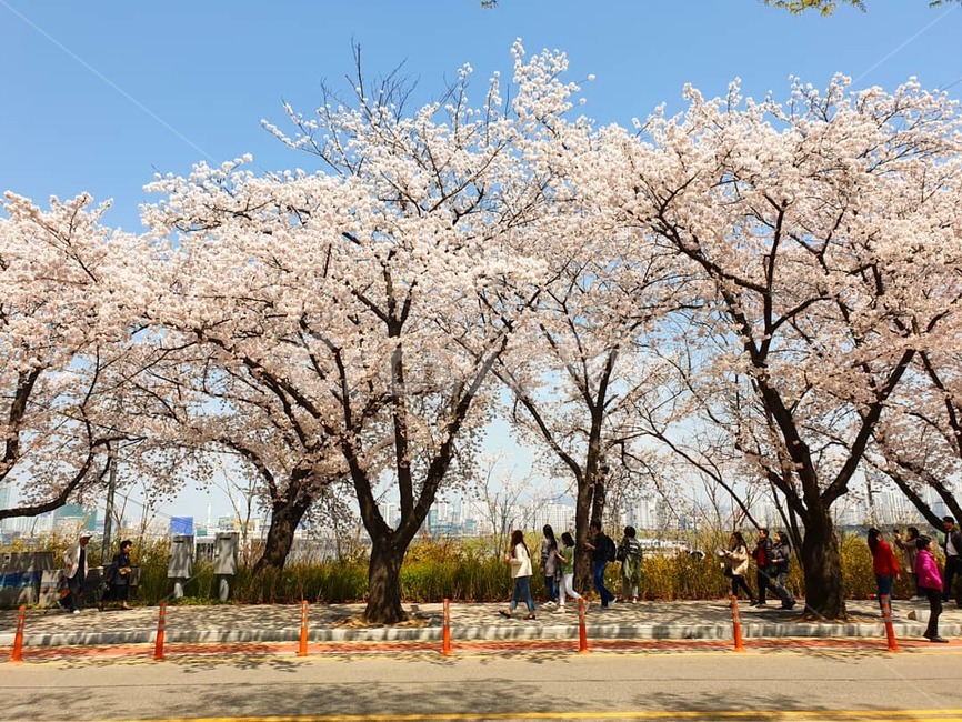 벚꽃,윤중로,벚꽃축제,윤중로벚꽃축제,여의도