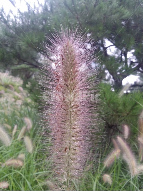 강아지풀,자연,식물,가을,plant,nature,식물,자연,plants,nature
