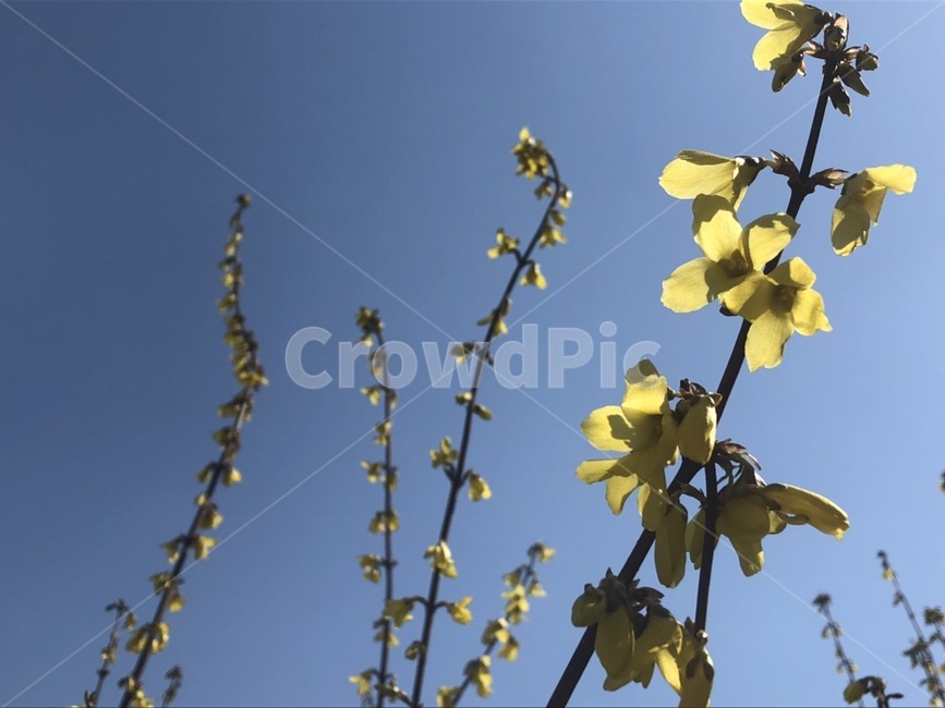 개나리,노랑색,꽃,하늘,구름,white,봄,spring,flower