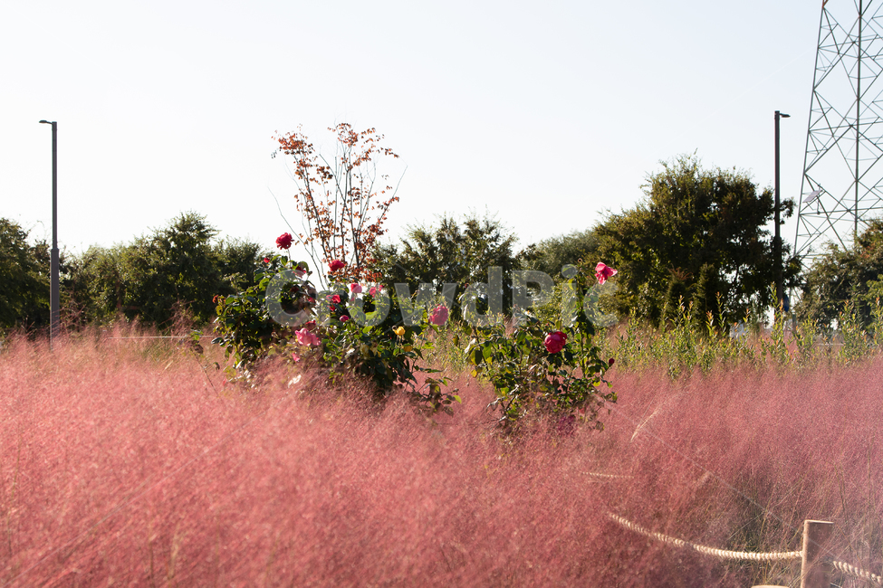 핑크뮬리,가을,배경,계절,핑크색,season,fall,autumn,감성,자연,풍경,nature,landscape