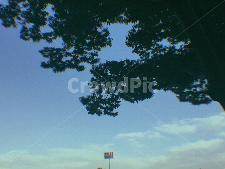 sky,하늘,구름,나무,tree,자연,풍경,nature,landscape