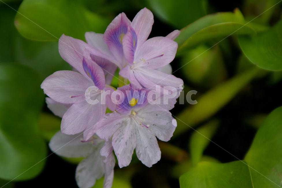 꽃,식물,blossom,flower,plant,식물,자연,plants,nature,꽃,flower