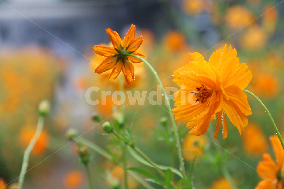 노랑,꽃,황화코스모스,노랑코스모스,가을꽃,식물,yellow,야외,cosmos,계절,plant,pollen,가을,계절,fall,autumn,season,식물,자연,plants,nature,꽃,flower