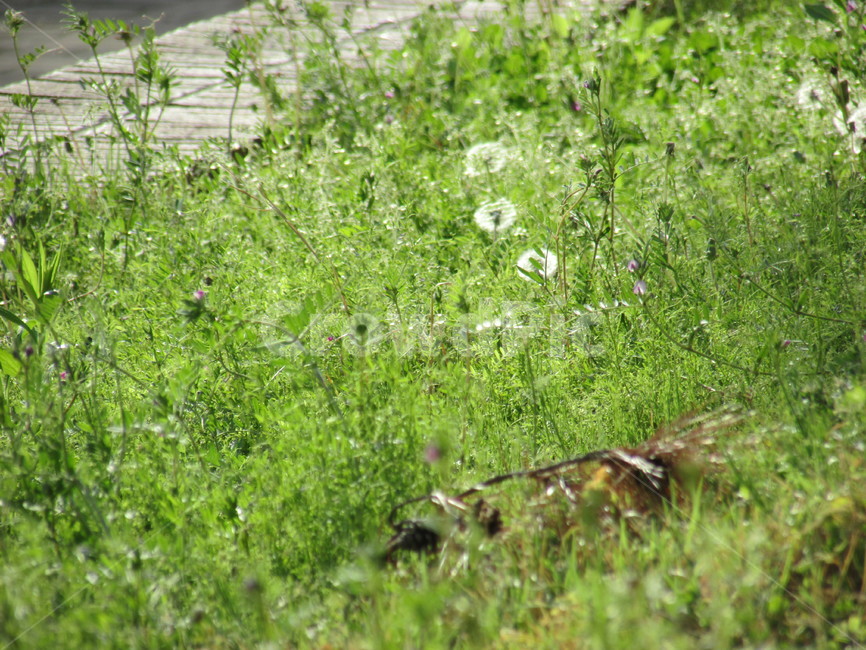 숲,민들레,나뭇잎,나무,초록,식물,식물,자연,plants,nature,꽃,flower