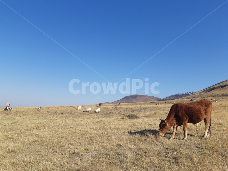 nature,자연,outdoors,옥외,field,들,grassland,목초지,cow,소,mammal,포유류,animal,동물,cattle,가축,여유,한적,들판,방목,평온
