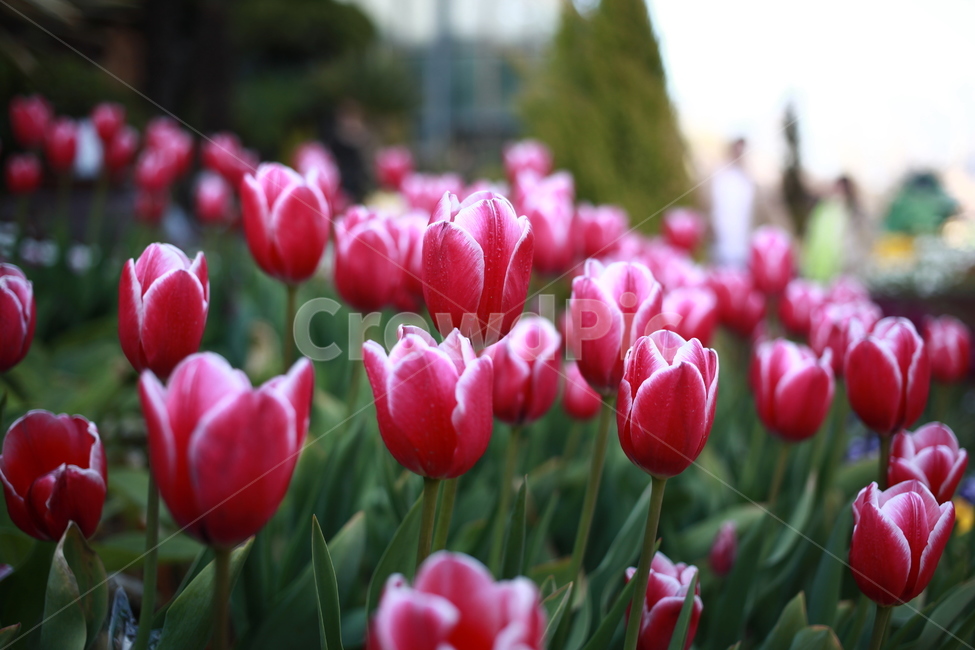 튤립,튤립축제,공원,봄꽃,tulip,springflowers,flowers,식물,자연,plants,nature,꽃,flower