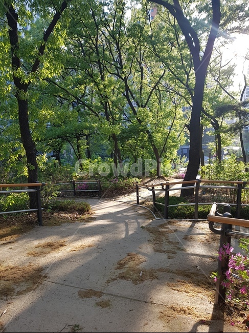 소나무,소로길,숲,풍경,자연