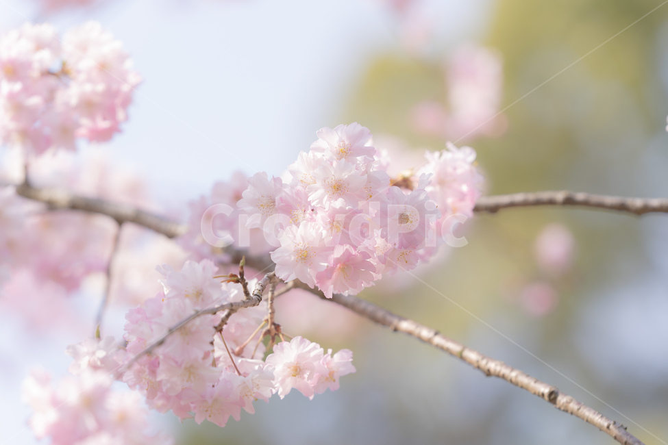 봄,벚꽃,사쿠라,분홍,꽃,꽃잎,나무,자연,봄,계절,spring,season,꽃,flower,plant,식물