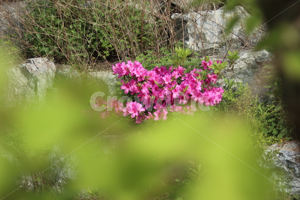 영산홍,바위틈,핑크,연두잎,빛,식물,자연,plants,nature,꽃,flower