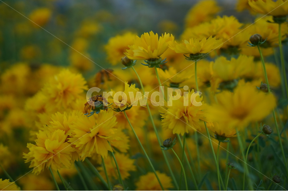 금계국,노랑,꽃,봄,풍경,식물,자연,plants,nature,꽃,flower