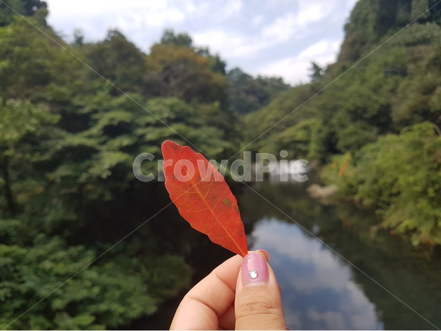낙엽,잎사귀,단풍,붉은색,하늘,자연,구름,강,산,손가락,사람손,손,네일,제주도,가을,가을,계절,fall,autumn,season,자연,풍경,nature,landscape,사람,인물,인간,human,person,신체일부,몸,body,leaf,잎,plant,식물,tree,나무