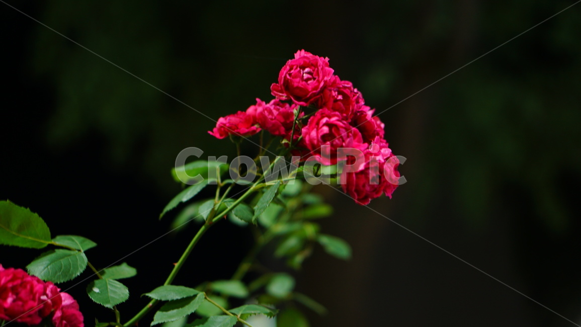 꽃,장미,빨간장미,로즈,야경,식물,자연,plants,nature,꽃,flower