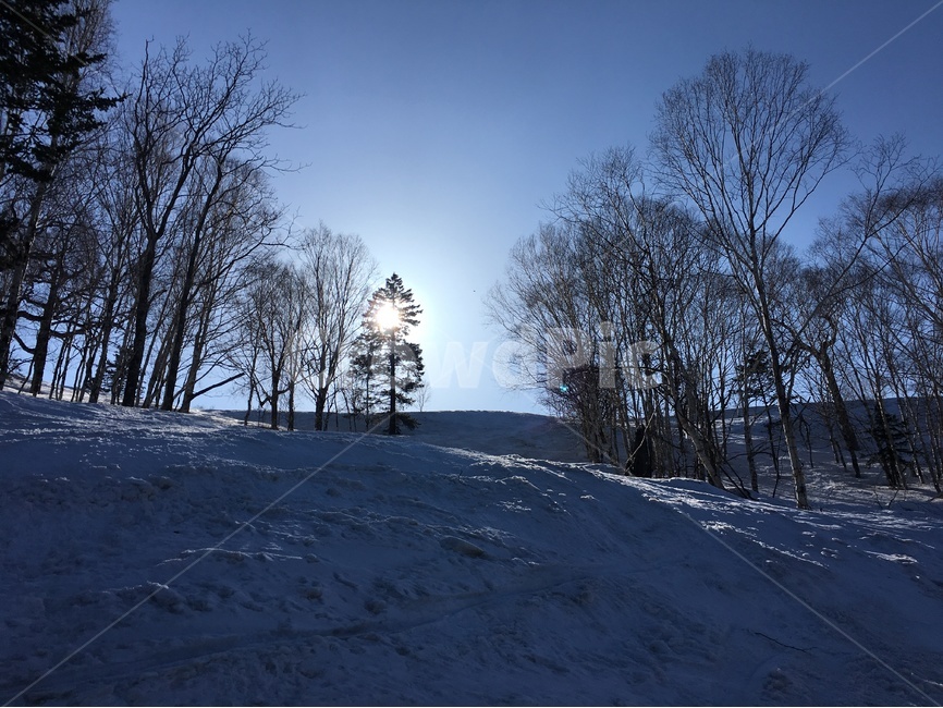 겨울,겨울나무,겨울풍경,풍경,나무,스키장,일본,삿포로,하늘,winter,tree,snow,겨울,계절,winter,season,자연,풍경,nature,landscape,plant,식물,outdoors,옥외