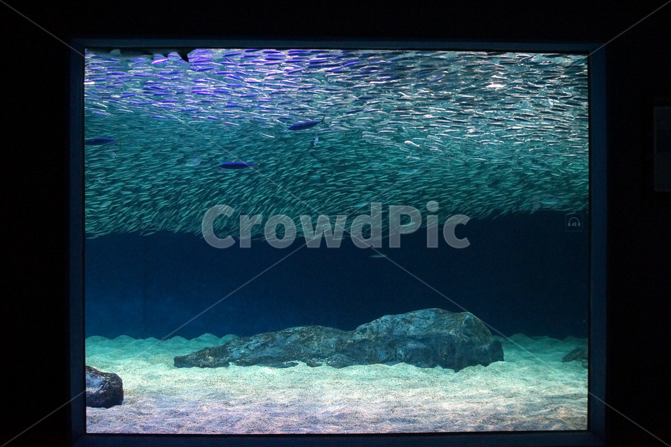 물고기,수족관,아쿠아,물,유리,fish,aquarium,aqua,water,glass