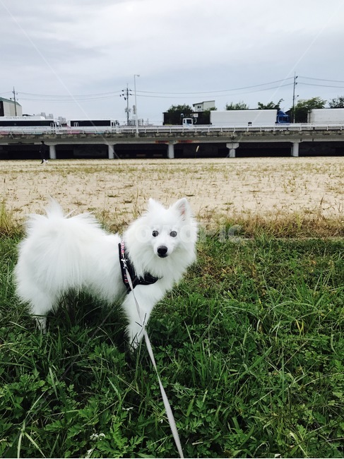 스피츠,산책하는강아지,하얀색강아지,강아지옆모습,dog