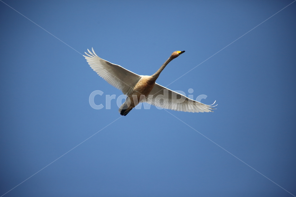 animal,동물,bird,새,고니,백조,swan,큰고니,동물,animal,조류,새,birds