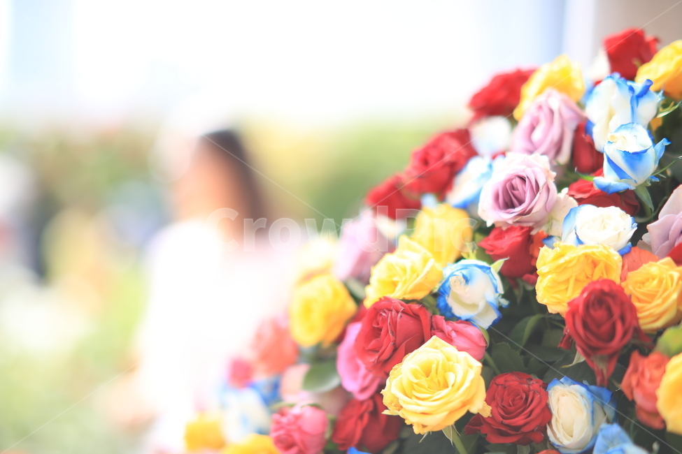 장미,장미꽃,꽃다발,한아름꽃장미,화려한장미꽃,식물,자연,plants,nature,꽃,flower
