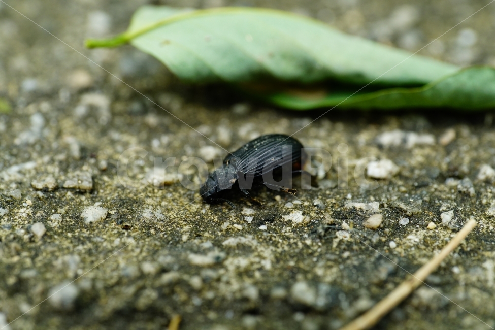 강변거저리,곤충,벌레,나뭇잎,여름,접사,자연,식물,딱정벌레,nature,insect,summer,macro,동물,animal,야생,한국자연,한국의자연,한국풍경,landscape,snap,snapshot,스냅,스냅사진,스넵,스넵사진,동물,animal,곤충,벌레,insect,bug