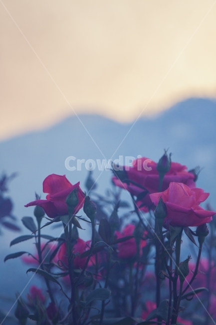 장미,연기,안개,rose,감성,식물,자연,plants,nature,꽃,flower,감성,sensible,feeling
