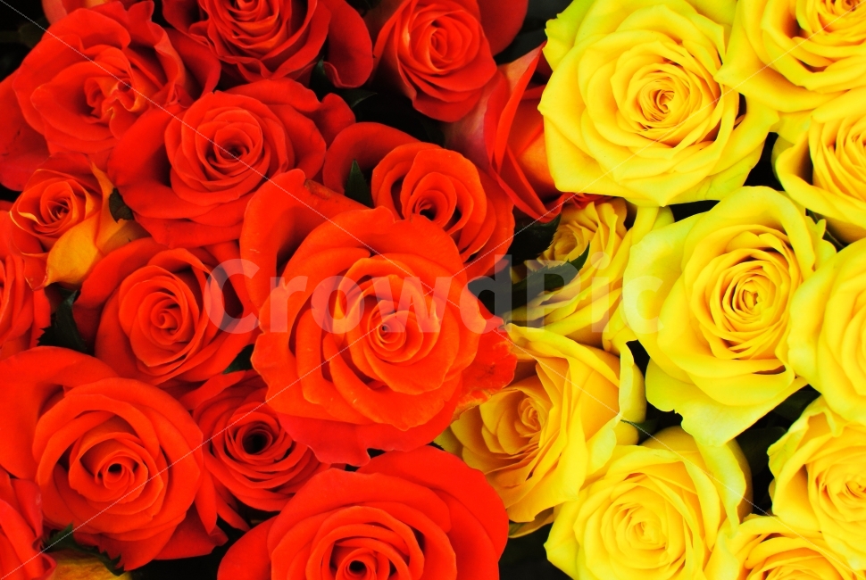 꽃,식물,장미,스냅,색상,화려,붉은,ROSE,ROSES,SNAP,COLORFUL,VIVID,BEAUTIFUL,RED,GREEN,SNAPSHOT,FLOWERS,FLOWER,PLANT,BOTANY,YELLOW,자연,붉은장미,식물,자연,plants,nature,꽃,flower