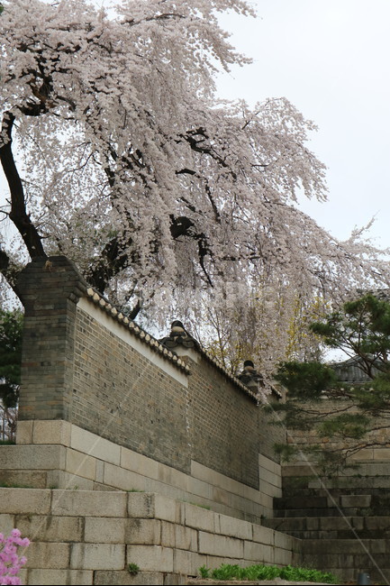 봄,벚꽃,나무,자연,풍경,봄,계절,spring,season,한국전통,한국문화,korean traditional,korean culture,식물,자연,plants,nature,나무,trees,wood,건축물,건물외관,exterior,building,structure,architecture,construction,plant