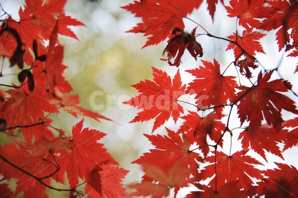 가을,단풍,낙엽,감성,풍경,나무,빨강,감성사진,가을,계절,fall,autumn,season,식물,자연,plants,nature,leaf,잎,plant,tree,maple