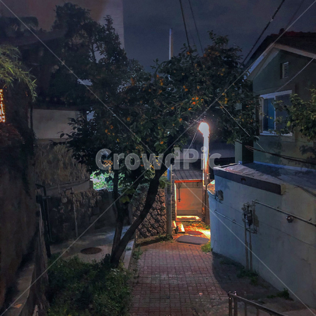 밤,나무,감나무,새벽감성,저녁,골목길,alley