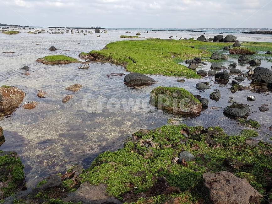 바다,풍경,자연,이끼,제주도,자연,풍경,nature,landscape,한국자연풍경,한국자연경관,korea nature landscape,제주도,jeju,jeju island,plant,식물,algae,조류