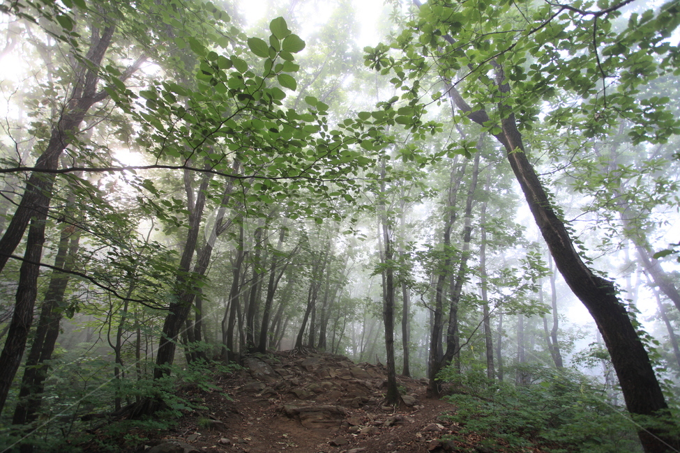몽환,안개속,산행,숲속,초록숲,자연,풍경,nature,landscape,식물,plants,나무,trees,wood,휴식,힐링,rest,relaxation,healing,vegetation,초목,plant,tree,woodland,삼림지,outdoors,옥외,land,땅,forest,숲,grove,작은 숲