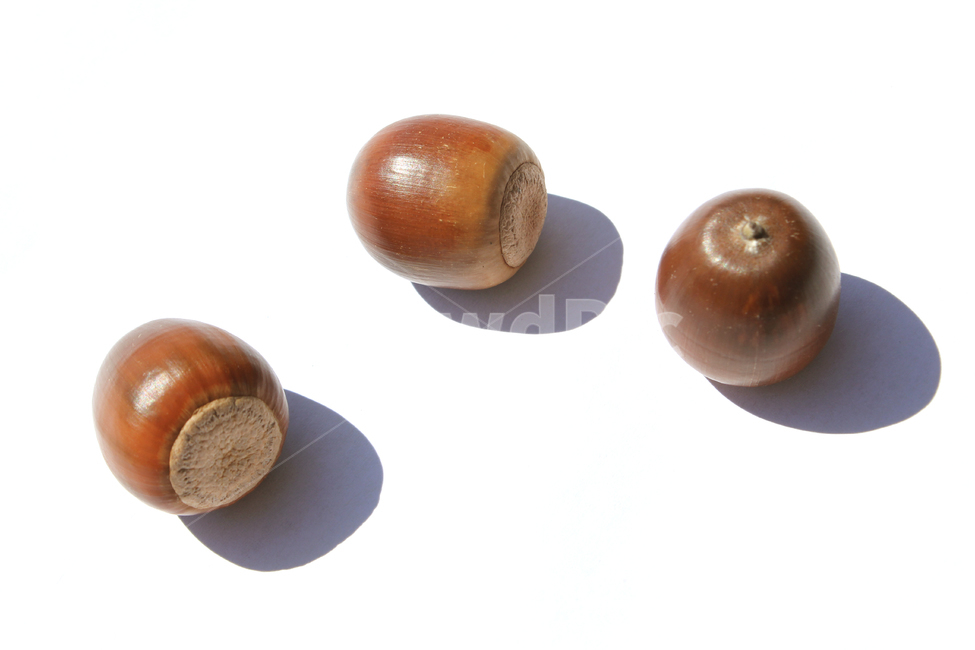 도토리,열매,가을,갈색,브라운,음식,식재료,자연,음식재료,붉은색,autumn,fall,acorn,brown,red,food,nature,흰배경,탑뷰,탑앵글,그림자,음식,식재료,요리,food,cook,meal,dishes,food reserves,과일,열매,fruit