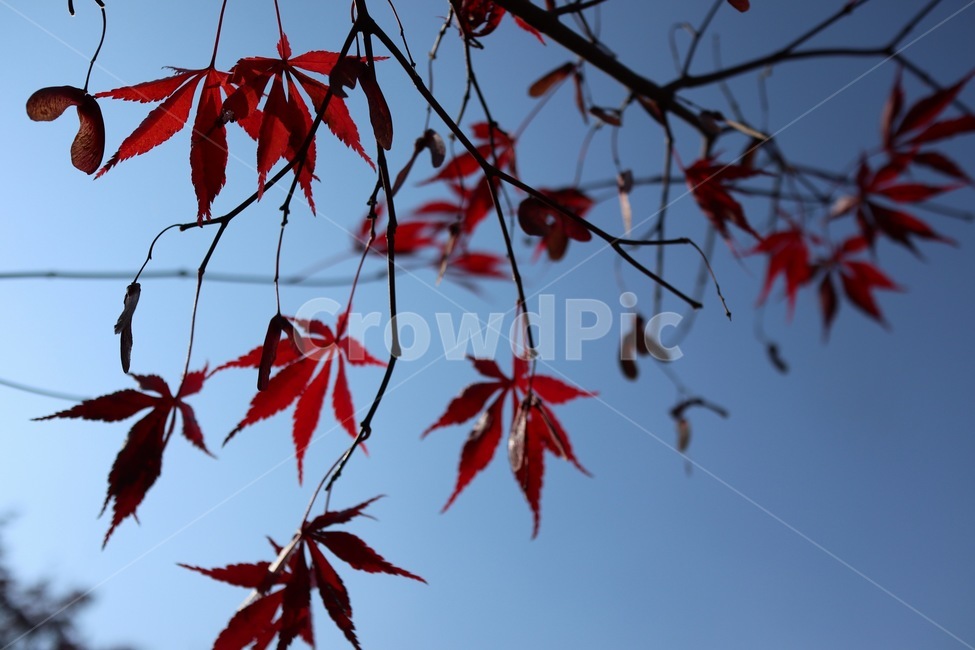 단풍,잎,단풍잎,자연,가을,가을,계절,fall,autumn,season