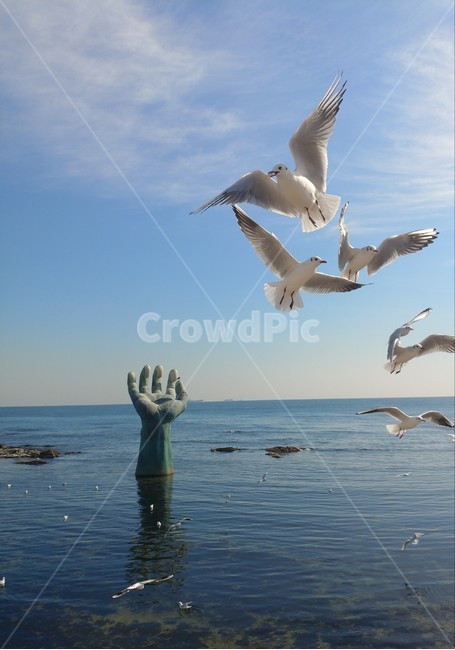 갈매기,바다,포항,새,손,새우깡,동물,animal,조류,새,birds